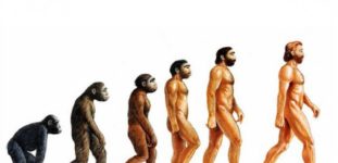 Evrim Nedir? Evrim Hakkında Her Şey…