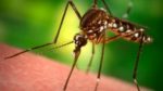 Sivrisineklerden Kurtulmanın Yolları Nelerdir?