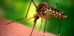 Sivrisineklerden Kurtulmanın Yolları Nelerdir?